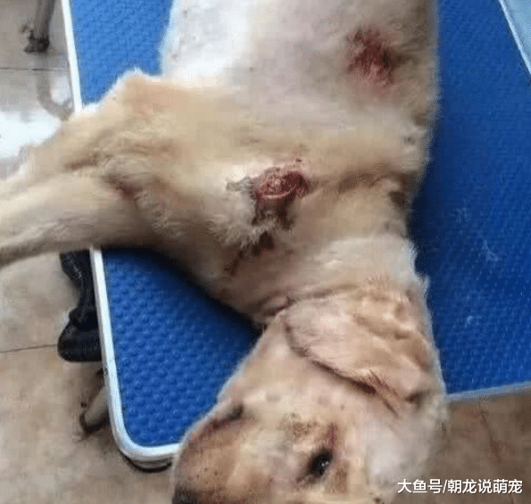 金毛意外怀孕，当看到小奶狗出生后，金毛却遭到主人的殴打？