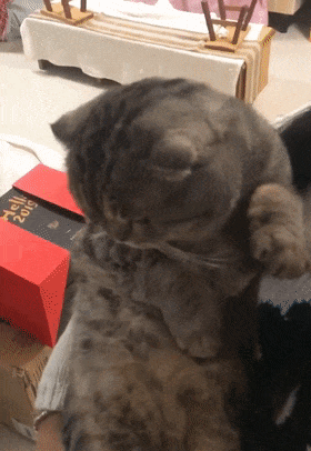 主人用貓咪的爪子撥電話，貓咪配合喵喵叫，貓：喂，小花嗎……