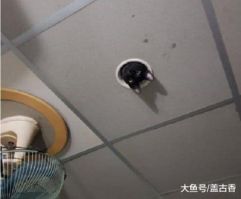 调皮捣蛋的黑猫不见了，主人急忙寻找却找不到，打开监控吓坏了！
