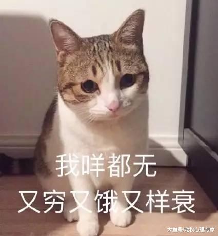 玩到太晚忘给猫头鹰喂食，推门一看很无语：您老还没睡呢？