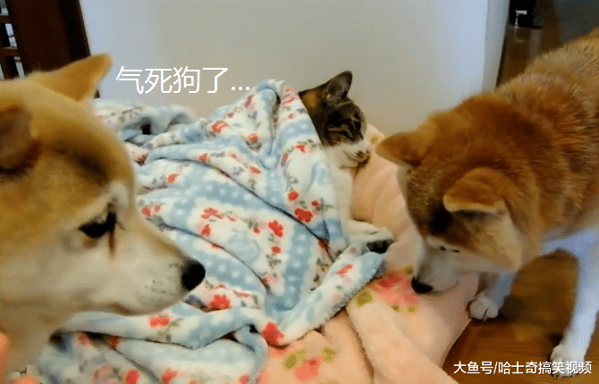 柴犬“夫妻”的床被抢了，委屈地找主人告状，狗：管一下它吧