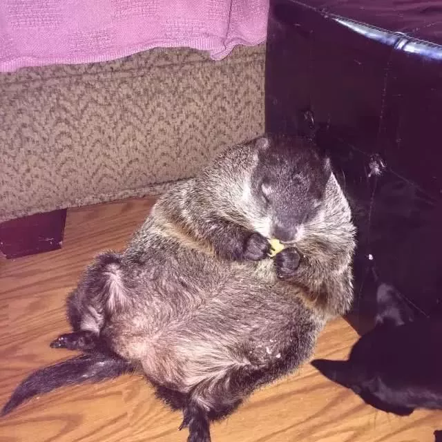 救下一只濒死土拨鼠，打算放归野外的时候，才发现它已经回不去了