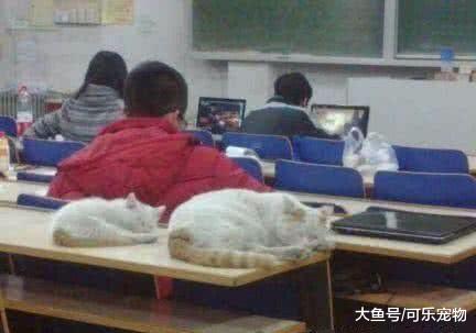 猫咪也热爱学习，每天都会到教室里面听课，结果听着听着就睡着了