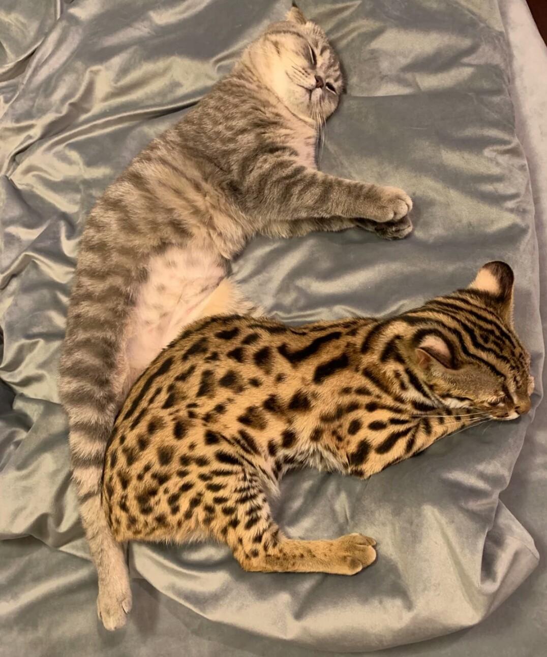 猫咪半夜开始跑酷，烦不胜烦的铲屎官，可以放出这些法宝