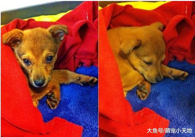 爬山不用自己走！10kg米克斯爽坐包包露亲生笑脸让主人傻眼