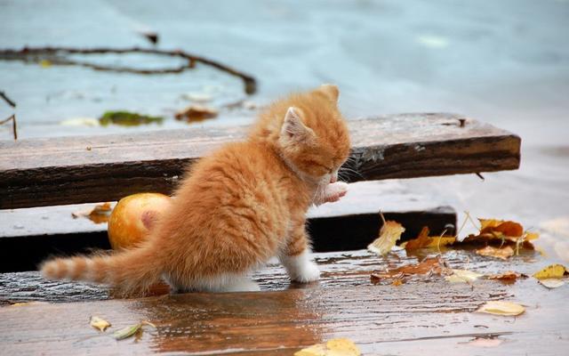 妻子想救雨中小猫，丈夫却不以为然，旁观者送上一只猫当做礼物
