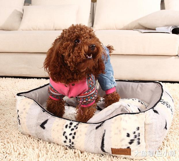 接狗狗回家的基础清单，你准备好了吗？养它可不只需要狗粮跟狗窝