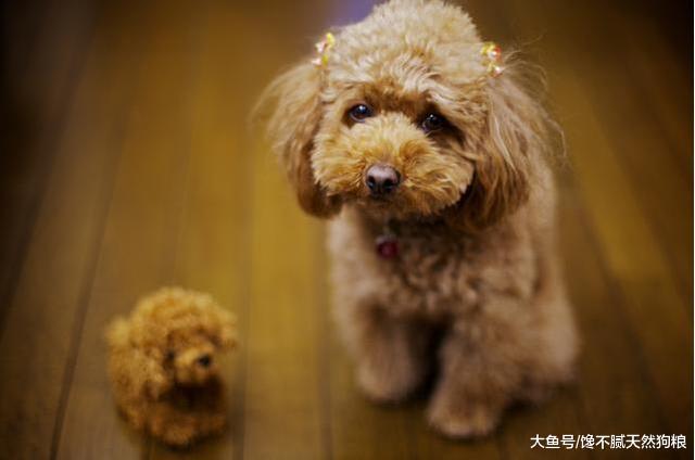 想养狗的别急，这5种狗售价2000以内，每一只都很适合家养！