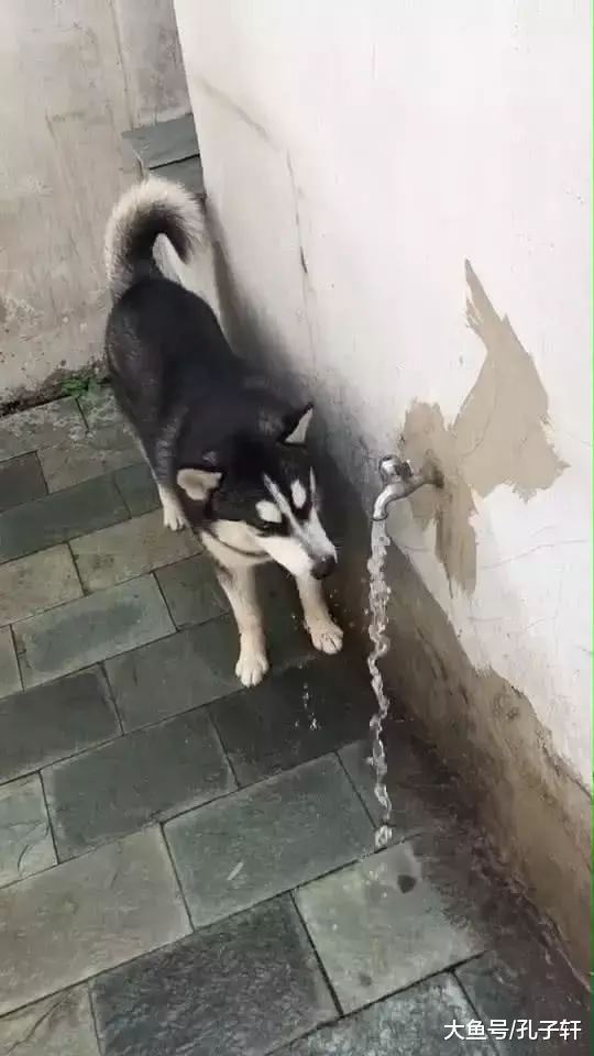 二哈发现一个水龙头，喝了两口后若有所思，下一幕让主人看呆