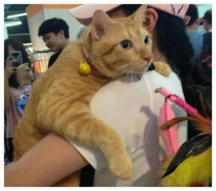 猫咪逛商场, 排面讲究, 得有美女当丫鬟, 走哪都惹来一阵拍照