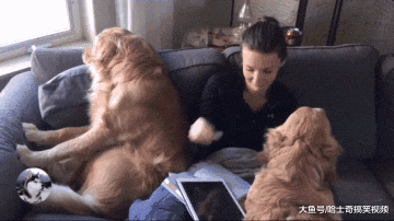 金毛“夫妻”闹矛盾，女主人出面帮忙化解，结果她也笑翻了