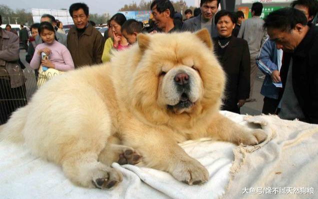 养狗，我劝你不要选“松狮”，掉毛多只是其中一个理由！