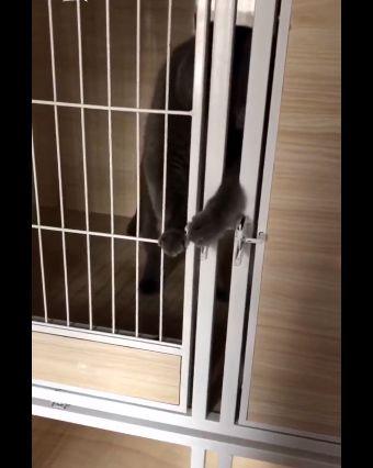 藍貓成精了！打開籠門想越獄，被主人發現后，又默默把自己關回去