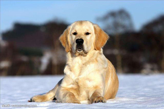 训练狗狗时的4大注意事项，这样训，狗狗才会更听话！