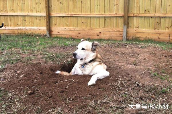 中大型犬最爱作妖，犯起“蛇精病”来，主人恨不得抄起一把菜刀
