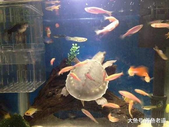 不要再把这几种小生物混养在观赏鱼缸里了，鱼儿会莫名失踪！