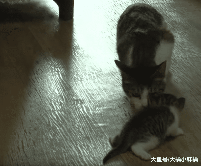 猫妈妈不想管孩子，只想着去玩，“好姐妹”一口气养了10只小猫！