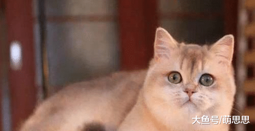 为什么金渐层的粪便干硬？是怎么回事？