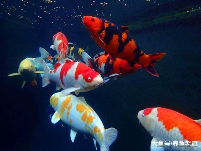 魚友們想要養好觀賞魚，這幾個階段是否都經歷過？