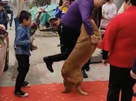 女主人出嫁, 金毛依依不舍的趴在婚车上, 不许主人离开