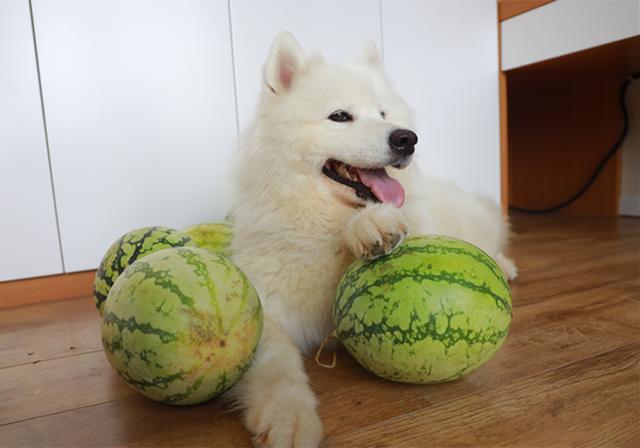 狗狗用爪习惯也有差异,右边冷静左边温柔,那左右混用是什么?