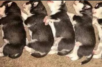 哈士奇一口气生了9只小二哈, 这是一支拆迁队啊, 主人哭笑不得