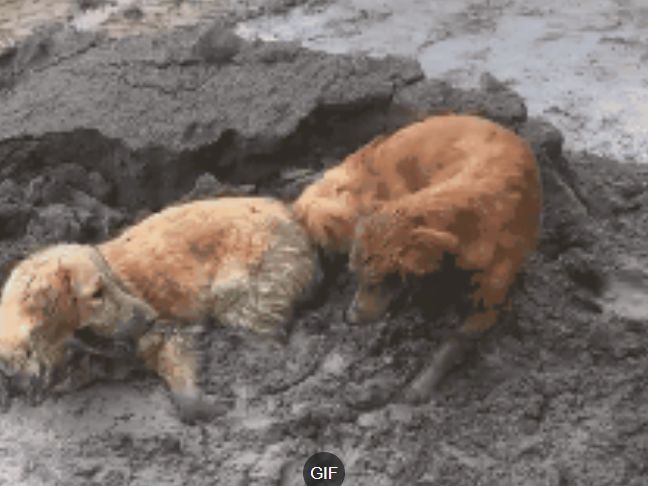 暑假把金毛送老家，几天后老妈打电话：你家狗管不住，赶快弄走