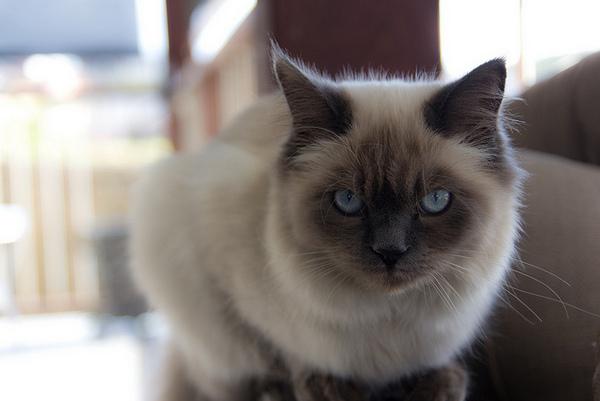 地球上5大最友善的猫咪，折耳猫和波斯猫上榜，有你家的爱猫吗？