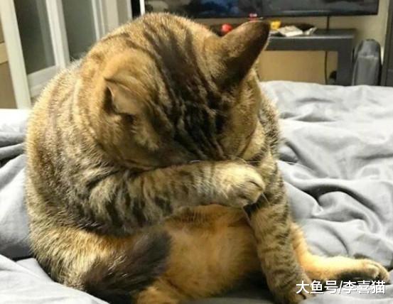 猫咪脂肪肝并非胖猫专属，瘦猫挨饿也会患病，预防需注意这三点！