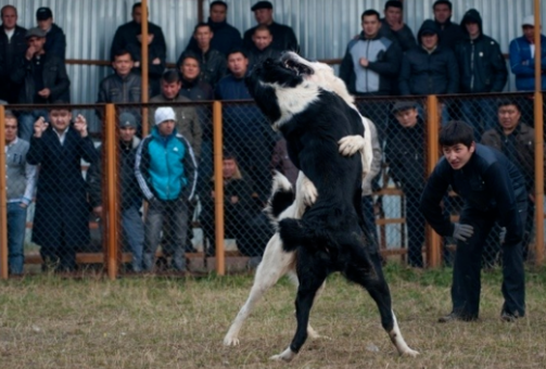斗狗伤残导致流血不止！2019，请斗狗消失