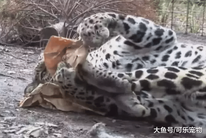 饲养员给老虎豹子吸猫薄荷，场面十分搞笑，真是撒娇打滚的大猫咪