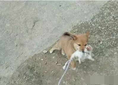 小伙花100元钱买来一只狗准备送妹子，结果买来第一天就崩溃了