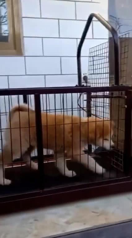 狗每天用跑步机减肥，主人感觉不对劲，走过去后看到眼前这一幕