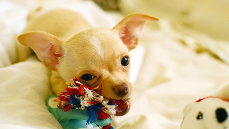 早點回家，是對養狗的基本尊重