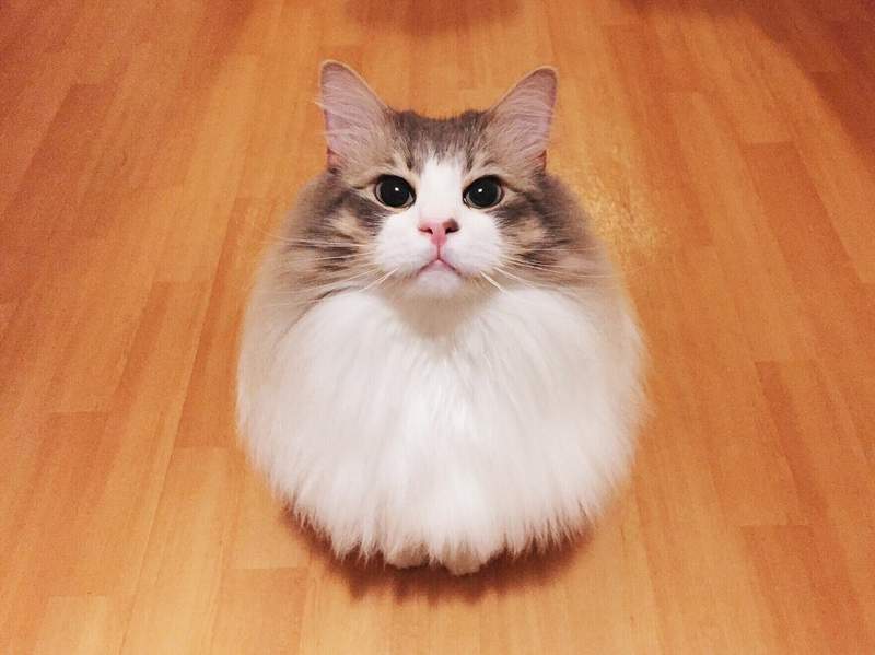 猫咪洗澡瞬间瘦身，猫：早就说过啦，我一点都不胖