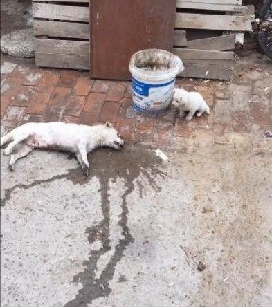 狗妈妈尸体渐渐变凉，小狗手足无措，最后一幕让人心寒