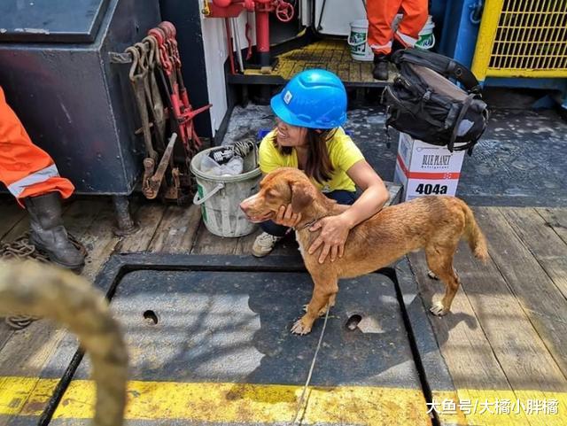 大海茫茫，工人们却在海上捞上一只狗，相遇即是缘分，狗命真大！
