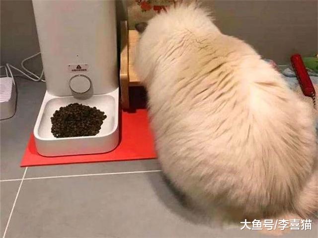 主人出差时仅给宠物留食物并无法解决问题，细说你未知的四点危害