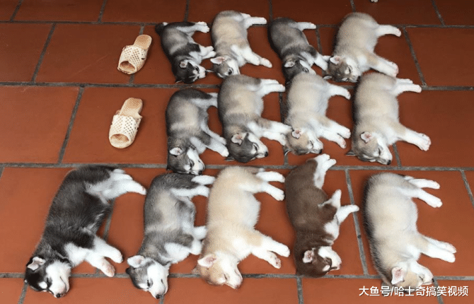 白二哈生下十多只寶寶，結果全是黑色的，寵主：哪來的墨水