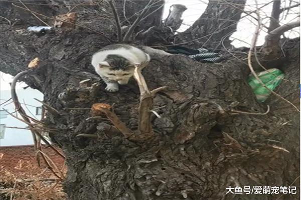 遇到一只流浪貓，每天都乖乖地在樹洞里等著網友給它送飯，好有愛