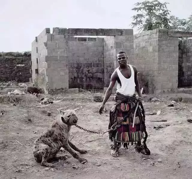 非洲最凶猛的动物之一，被非洲居民成功驯服，女孩拿它当坐骑