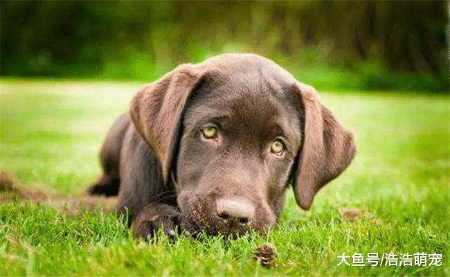 關于狗狗的5個冷知識，知道三個以上的，才算真正了解狗狗