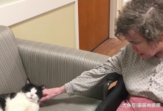 流浪喵晃进了疗养院，然后就莫名其妙在那上班了，这场面也太治愈了