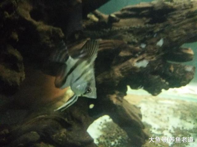 购买和选择燕鱼苗我们要注意哪些问题，详尽的实践经验分享