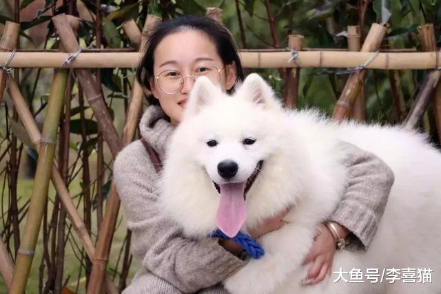 端午带狗狗出门郊游，铲屎官需做好四点准备工作，携爱犬平安归来