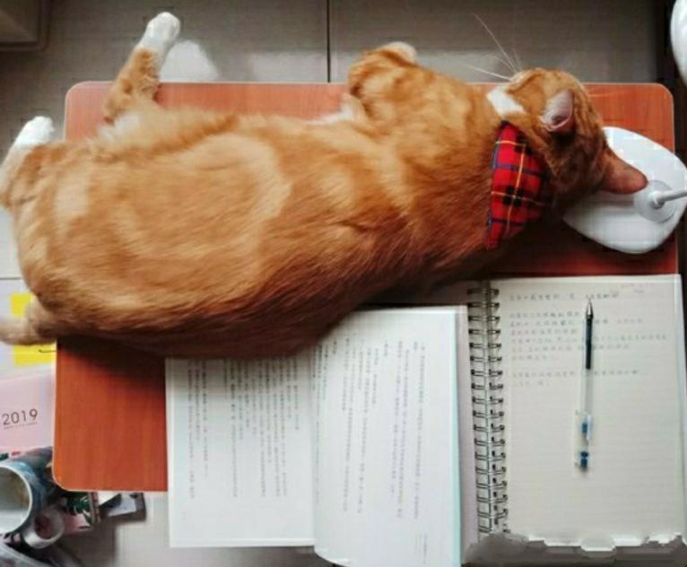 养猫五年才敢带回家，本以为它会被嫌弃，结果再见时胖了十斤