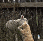 猫主子们大搞怪! 千万不要对猫竖中指, 否则…