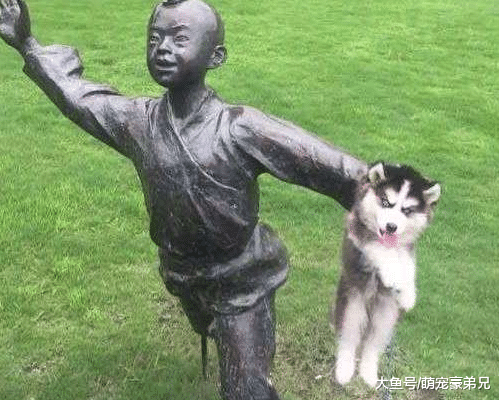 都说在外工作时不建议养宠物，不！养它的好处可多了！