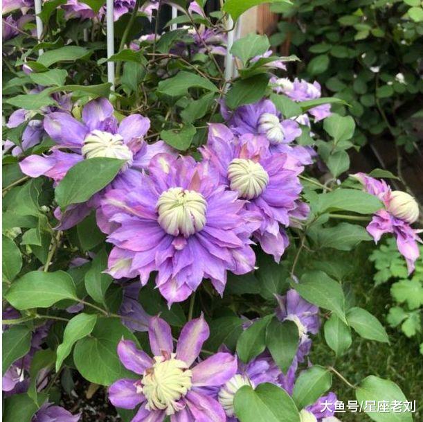 未来一个月，横财躲不掉，喜上加喜，子顺孝顺，苦日子熬出头