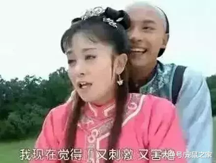 出血熱高發季來了，荷蘭豬有危險了
